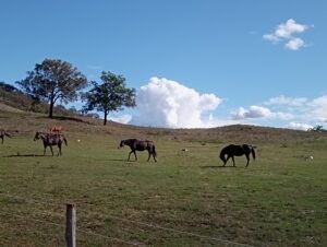 Lire la suite à propos de l’article Ranch en Australie : valider ses jours de ferme