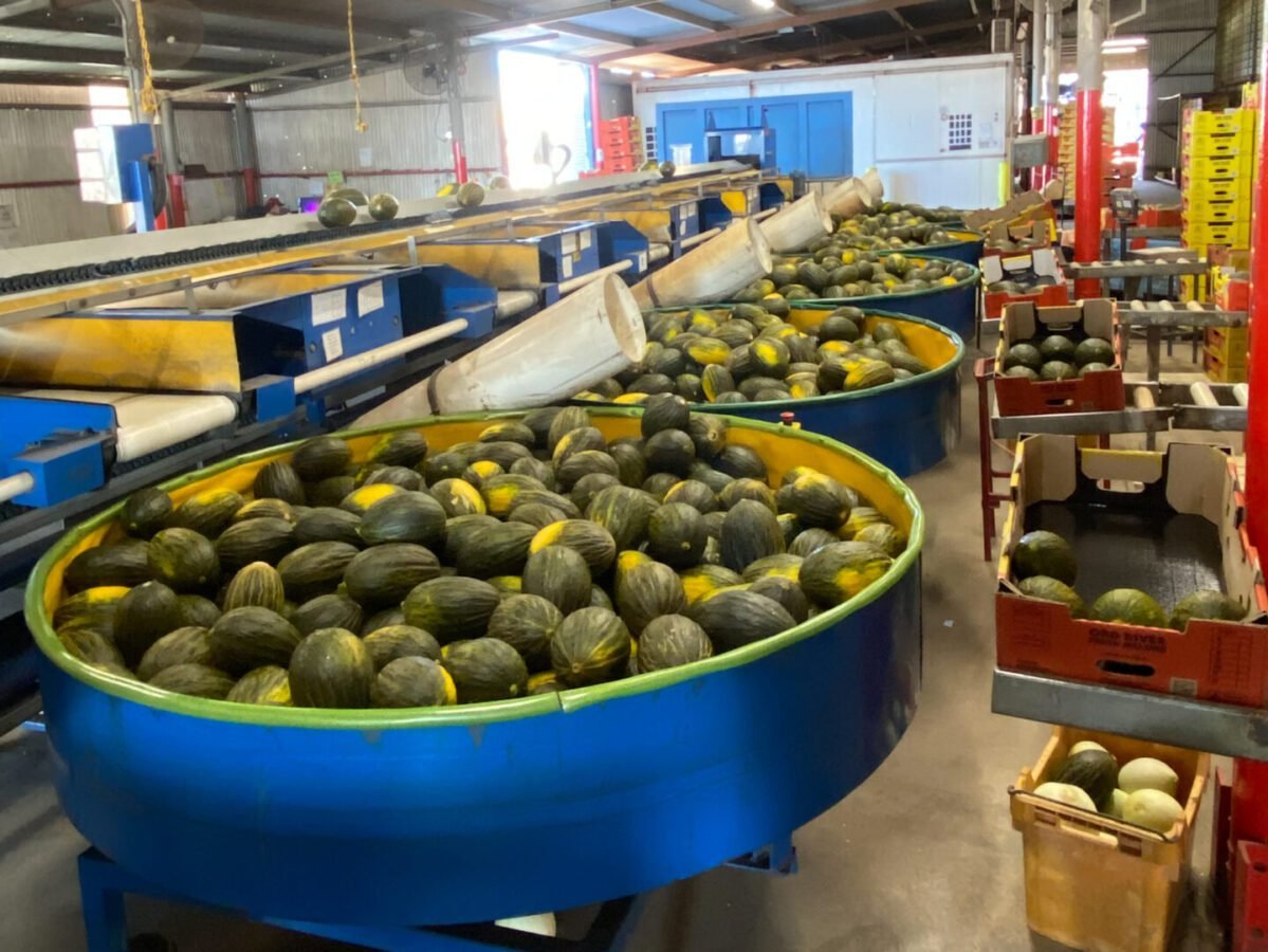 Lire la suite à propos de l’article Ferme de melons en Australie