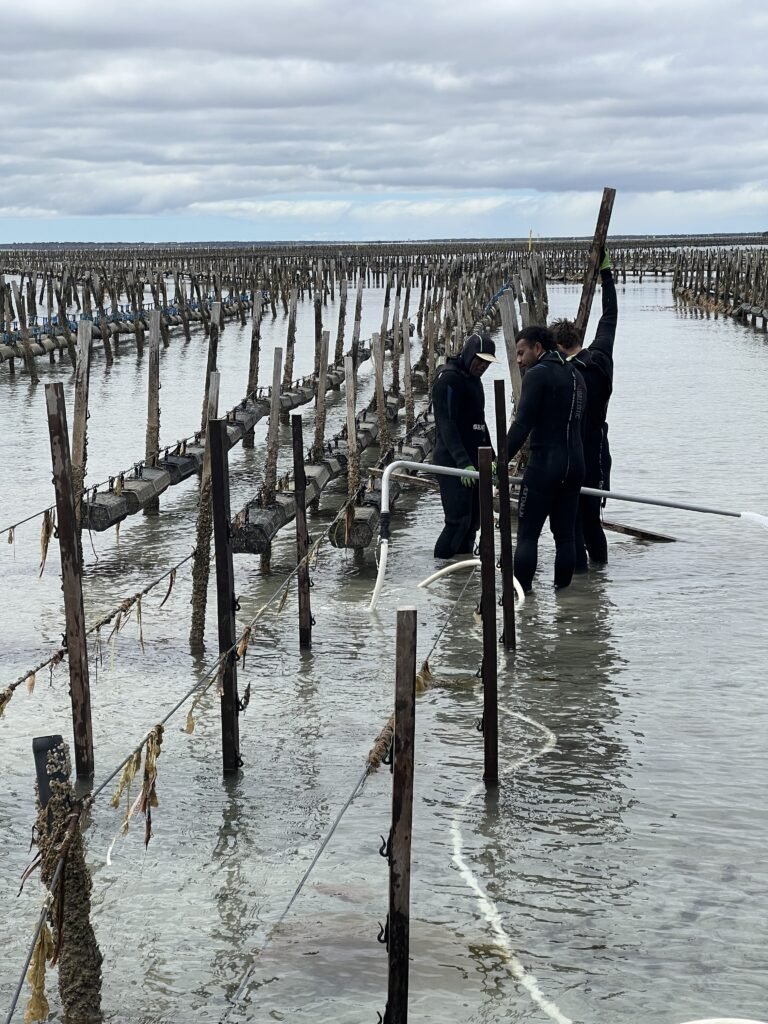 Travailler en Australie dans une ferme d'huîtres